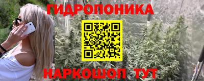 шишки Донской